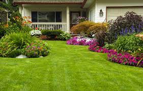 Gray leaf spot creates tiny lesions in grass, as well as brown spots and. Maintaining St Augustine Grass In South Florida Lawncierge