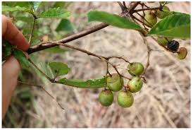 Image result for Landolphia congolensis