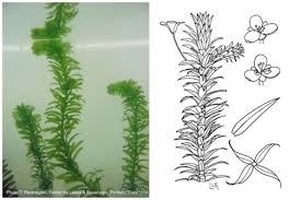 Image result for Elodea