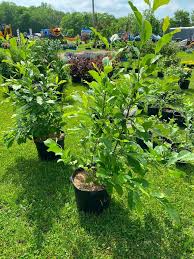 Find deals on products in lawn & garden on amazon. 2x Jane Magnolia Absolute Flower Tree And Shrub Summer Netauction Rti Auctions