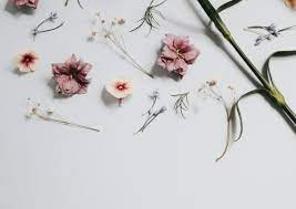 The great collection of floral computer wallpaper for desktop, laptop and mobiles. Minimalist Flower Computer Wallpapers Top Free Minimalist Flower Computer Backgrounds Wallpaperaccess