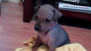 We did not find results for: American Hairless Terriers Red And His Pups Youtube