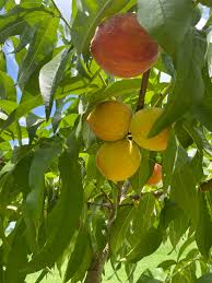 Image result for Rawsonia lucida