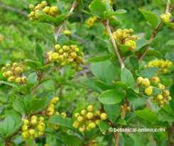 Check spelling or type a new query. Plantas Medicinales Para La Diabetes Botanical Online