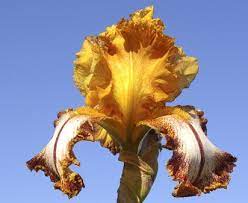 A flashy garden iris that won't be overlooked. Tbkiltlilt Tbkthruo Iris Wiki