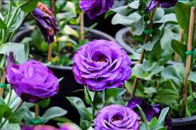 Image result for eustoma maurine