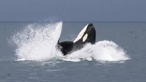 Erstellen sie auf tripadvisor den perfekten urlaub nach orcas island, indem sie preise vergleichen und bewertungen zu hotels in orcas island lesen. Orcas Br Fernsehen Fernsehen Br De
