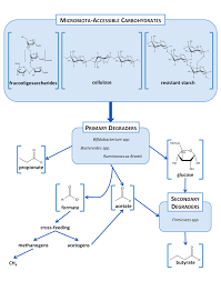 Carbohydrates are the sugars, starches and fibers found in fruits, grains, vegetables and milk products. Carbohydrate Digestion Fermentation The Microbiome