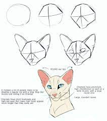 Our team have various drawing anime heads at different angles. Pin By Roxann Warren On Drawing Ideas In 2021 Cat Face Drawing Cat Outline Animal Drawings