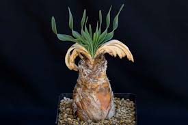 Image result for Boophone disticha