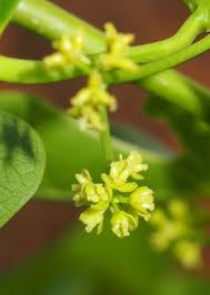 Image result for Tinospora