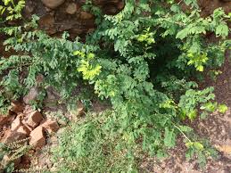 Image result for Phyllanthus pinnatus