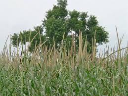 Image result for Cenchrus americanus