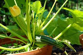 It cannot block sunlight from other plants. How To Grow Zucchini In Containers Gardener S Path