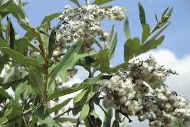 Image result for Tarchonanthus camphoratus