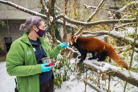 If so, you may want to check out th. Oregon Zoo Reopens Friday Expands Hours And Days Oregonlive Com