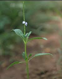 Image result for Stachytarpheta