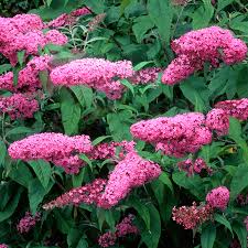 Flowering shade tolerant shrubs retail garden center. Buddleja Pink Delight Butterfly Bush Gardenersdream