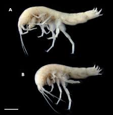 Image result for Styppeiochloa