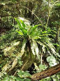 Image result for Asplenium africanum