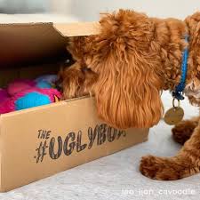 There are 7021 puppy gift box for sale on etsy, and they cost $30.13 on average. What S The Deal With Subscription Dog Boxes Off The Leash