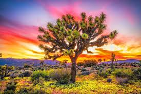 Joshua Tree Wildflowers Superbloom California Desert Spring Flowers! # joshuatree #joshuatreenationalpark #joshuatreenps #joshuatreephotographer  #joshuatreephotography #joshuatrees #joshuatreedesert # joshuatreenationalpark #joshuatreenationalpark ...
