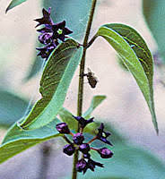 Image result for Vincetoxicum monticola