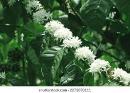 Image result for Cissampelos mucronata