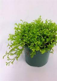 Selaginella Kraussiana Golden Tips Golden Club Moss Fern Fairy Garden Plants Garden Plants Moss
