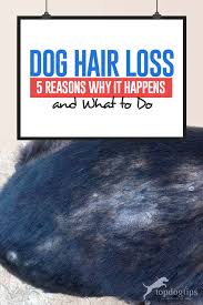 Be sure to mention changes in coat condition as this is an indicator of something going on in your dog's body. Hair Loss In Dogs 5 Reasons Why It Happens And What To Do Dog Hair Loss Dog Losing Hair Dog Skin