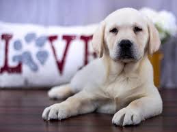 They turned one month on august seventh. Visit Our Lab Puppies For Sale Near Delaware Ohio