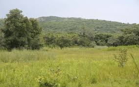 Image result for Ochna leptoclada