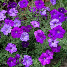 The fungus invades the roots, and takes in the water before the petunias can. Petunia Shock Wave Denim White Flower Farm