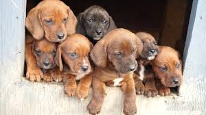 I got my maltese beagle mix puppy jack at a very young age. Redbone Coonhound Mix Puppies Off 64 Www Usushimd Com