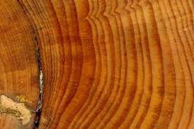 How tree rings tell time and climate history | NOAA Climate.gov