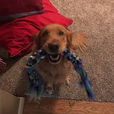 Maybe you would like to learn more about one of these? All Pets Veterinary Clinic Home Facebook