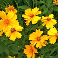 Image result for Coreopsis lanceolata