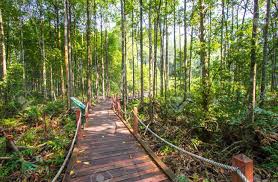 Mangroves occur worldwide in the tropics and subtropics. Mangrove Forest In Kuala Sepetang Malaysia Stock Photo Picture And Royalty Free Image Image 48631007