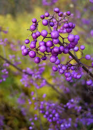 Callicarpa Japonica Purple Flowers Japanese Flowers Beautiful Flowers