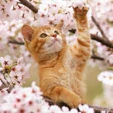 Cybergata Cats Memes New Mexico Cats Cute Baby Cats Baby Cats