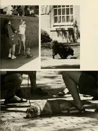 Athena Yearbook 1995 Dog S On Campus Is One Of The Many Spreads In The 1995 Yearbook Dog Owners Take Their Dogs Out In Athens Ohio Athens Ohio University