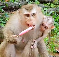 So Adorable New Abandoned Trump Tail Monkey Rusty Try To Touch Dawn's Head  Comfort So Sweetheart