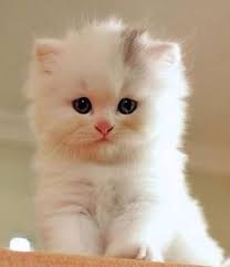 Cynthia Yoder (cynthialynettey)