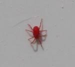 Rote Kafer Im Garten Und An Der Hauswand Hausgarten Net