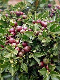 Fast Growing Strawberry Guava Tree Gua Str Guava Tree Strawberry Guava Strawberry Plants