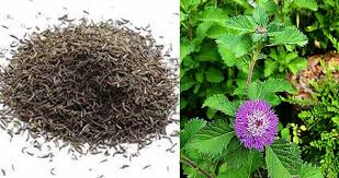 Image result for Vernonia anthelmintica
