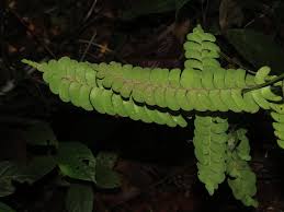 Image result for Lindsaeaceae