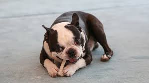 They were originally bred and used as working dogs for fishermen in newfoundland. Meet The Official First Dog Of Finland Dogs On Beano Com