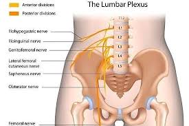 The back is the body region between the neck and the gluteal regions. Identifying A Pinched Femoral Nerve