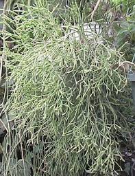 Hatiora salicornioides is also called dancing bones or drunkard's dream cactus because of its unique shape and growth habit. Rhipsalis Hatiora Salicornioides Cacti And Succulents Succulents Plants